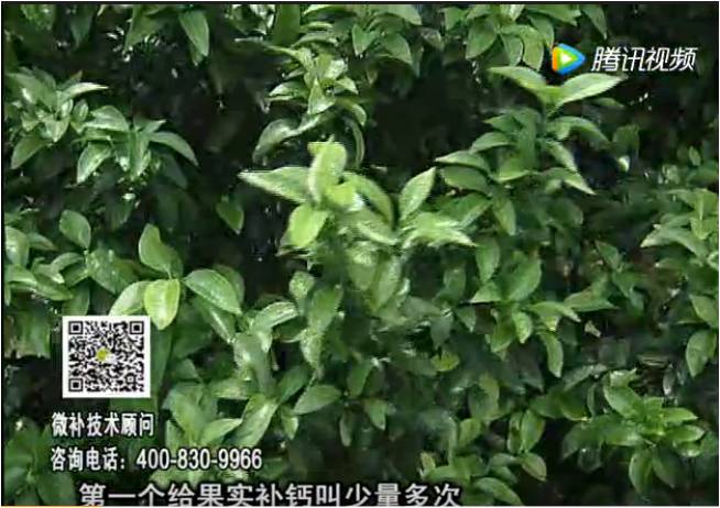 20170605珠江臺搖錢樹：柑橘果實補鈣如何做？