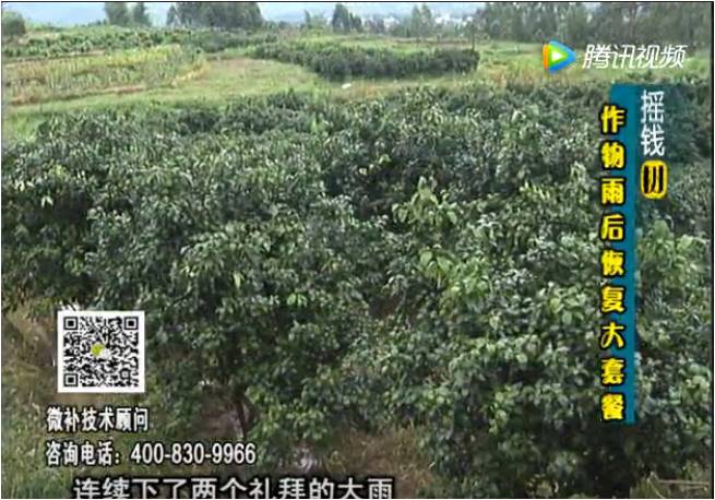 20170626珠江臺搖錢樹：果樹蔬菜長勢弱落果？