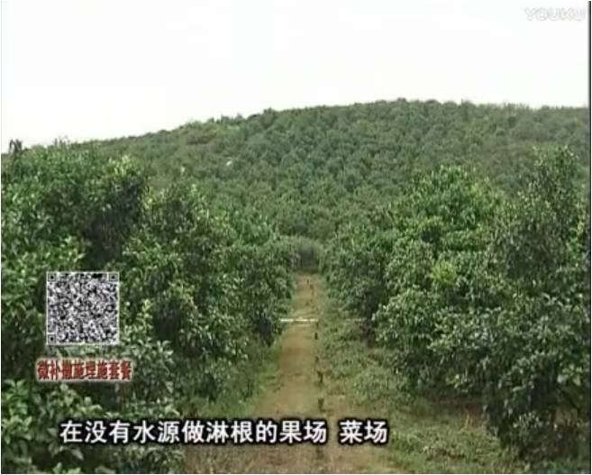 20170703珠江臺搖錢樹：雨水多樹勢弱，撒施因迪樂調(diào)酸促根壯長勢