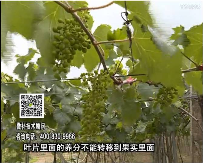 20170717珠江臺搖錢樹：果實補鈣充足，噴施螯合鈣+精華液+保葉素，品質(zhì)高、耐存儲
