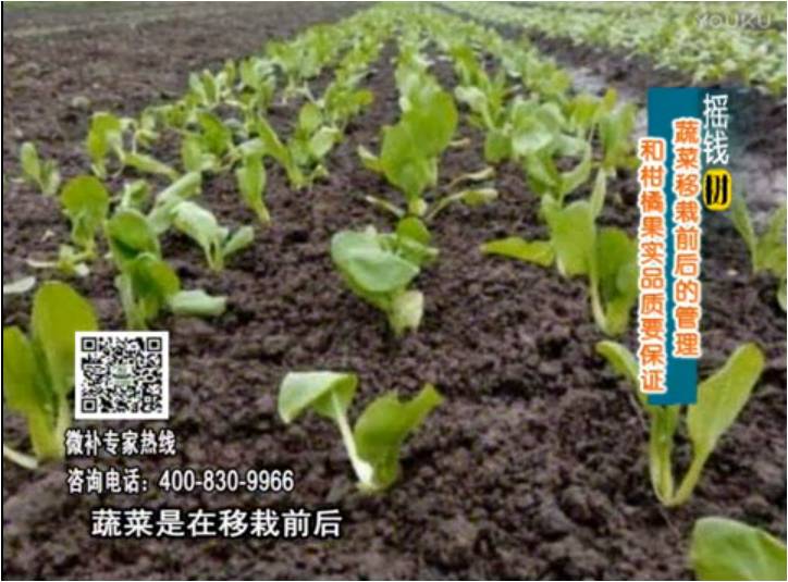 20170814珠江臺搖錢樹：蔬菜澆施微補(bǔ)，調(diào)酸促根，健壯長勢