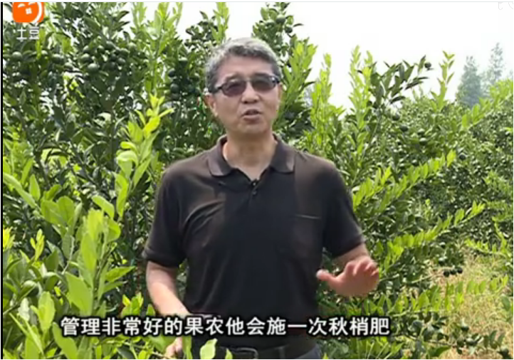 20170904珠江臺搖錢樹：柑橘用因迪樂，樹勢健壯、果品質(zhì)高