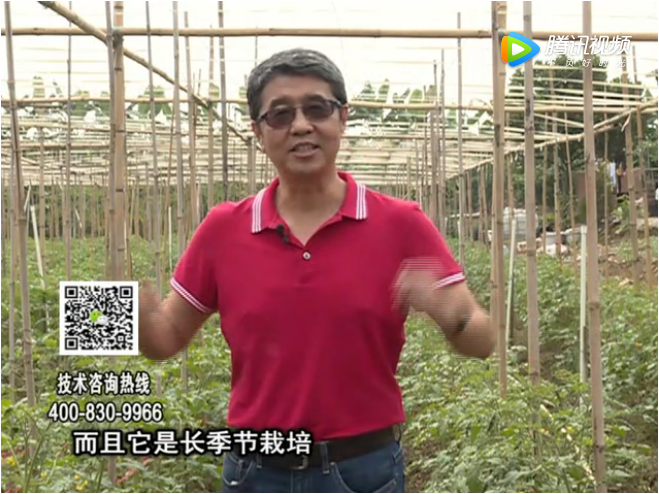 20171120珠江臺搖錢樹：番茄如何增產(chǎn)增收？