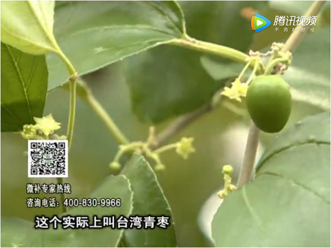 20171106珠江臺搖錢樹：青棗果大清甜如何種？