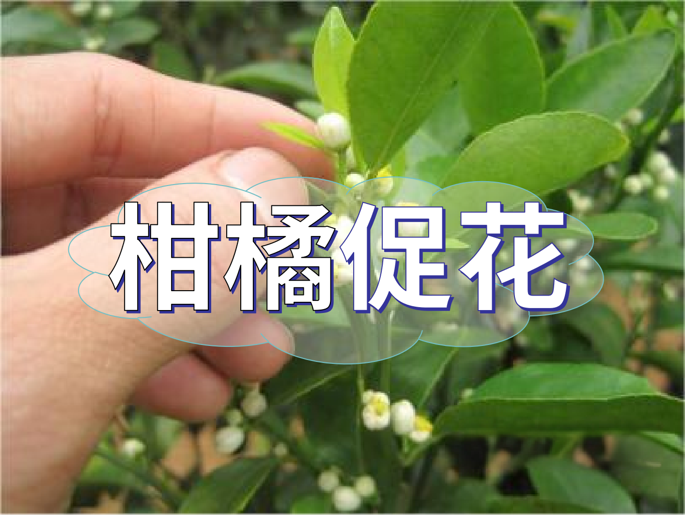 到了柑橘秋梢期，什么時(shí)候促花？