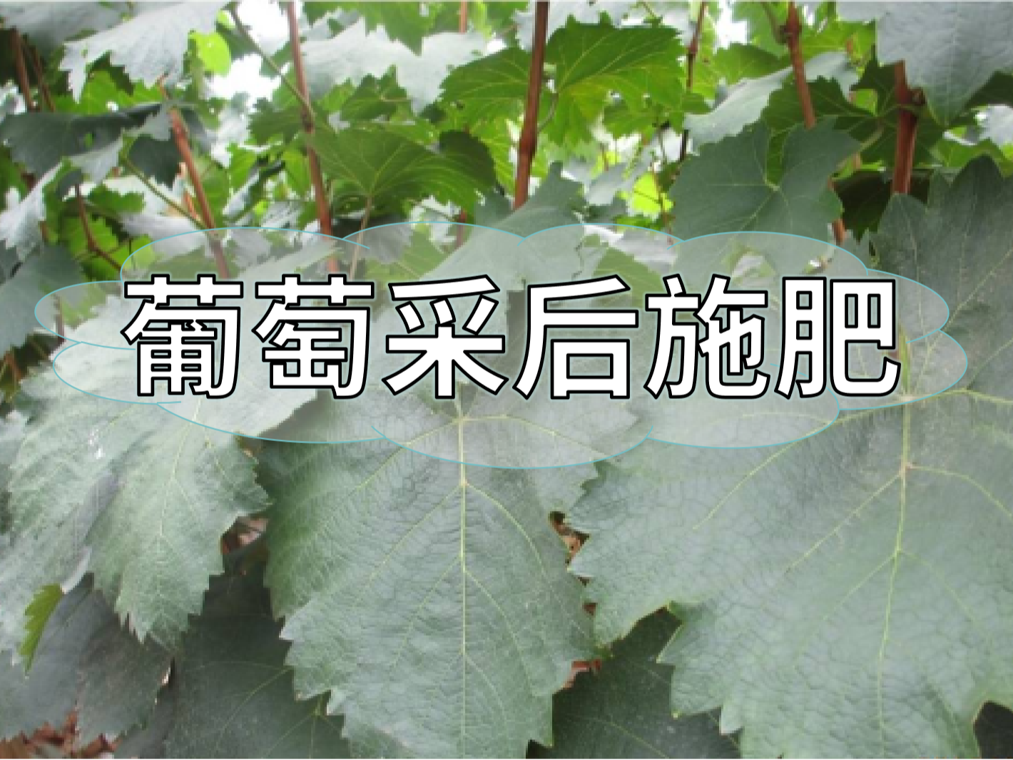 高產(chǎn)葡萄園采后如何施肥？