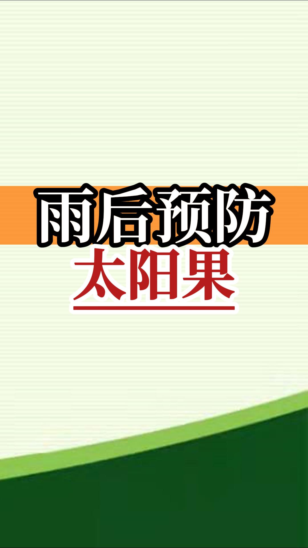 雨后高溫柑橘更易曬傷，及時管理預(yù)防太陽果