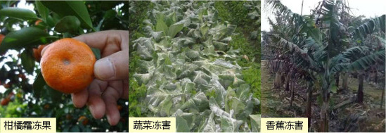 讓作物安全過冬的實用小妙招，速看