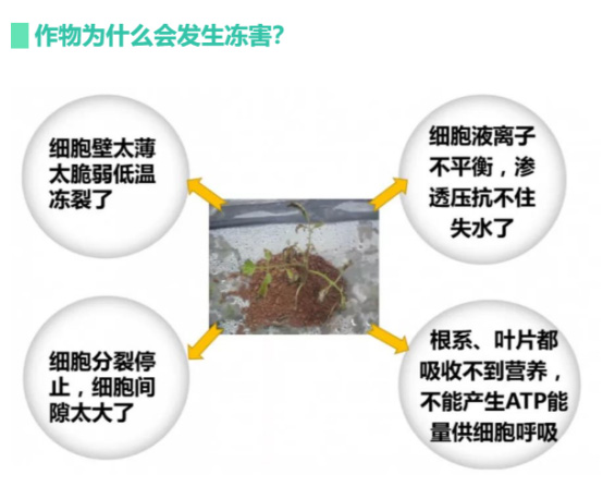 讓作物安全過冬的實用小妙招，速看