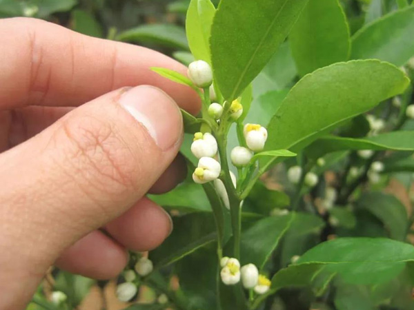 沃柑茂谷柑來花多要疏花，促花工作就不做了，小心花多不壯