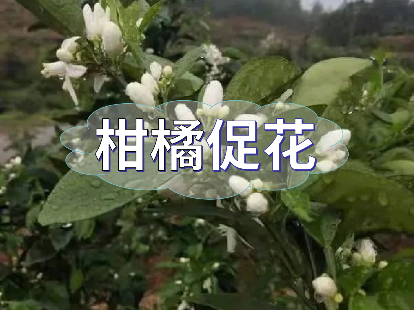 柑橘促花三要領(lǐng)，促進(jìn)優(yōu)質(zhì)花的形成
