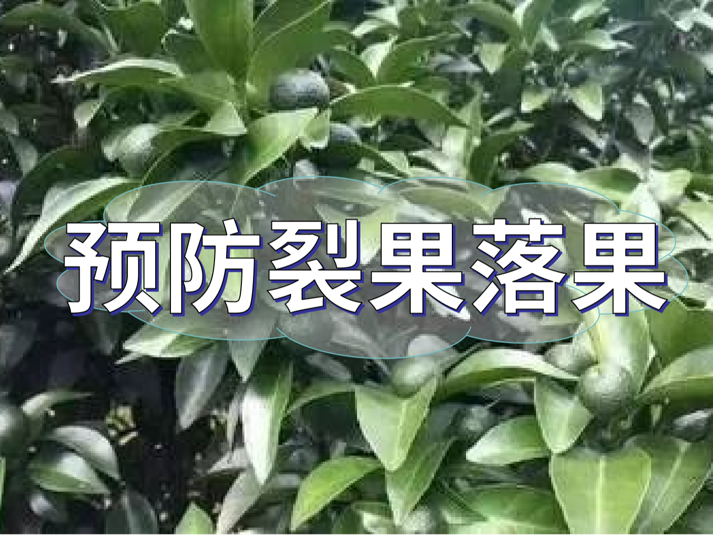 柑橘落果裂果高峰期，要先預(yù)防
