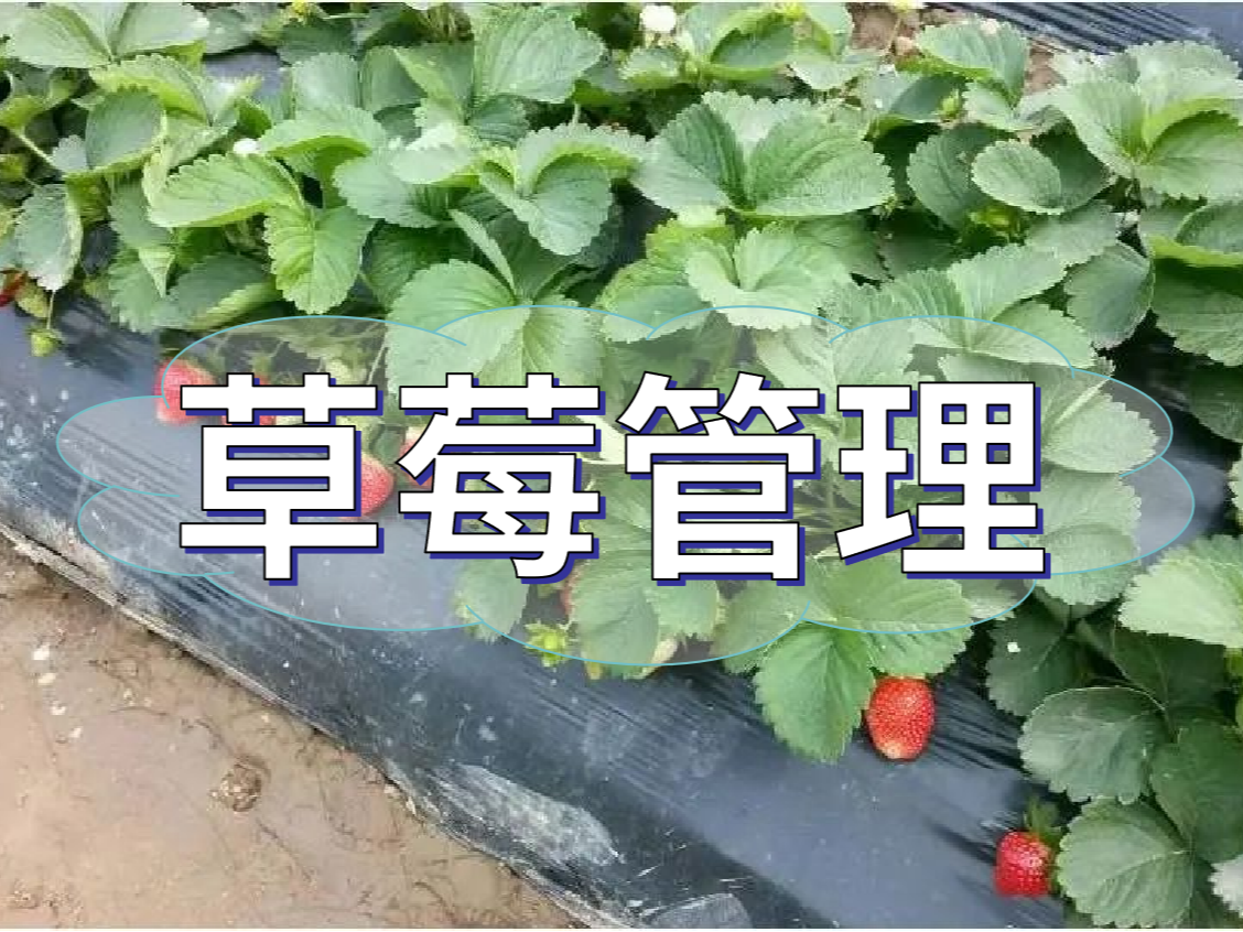 這樣做讓你的草莓品質(zhì)好，產(chǎn)量高！