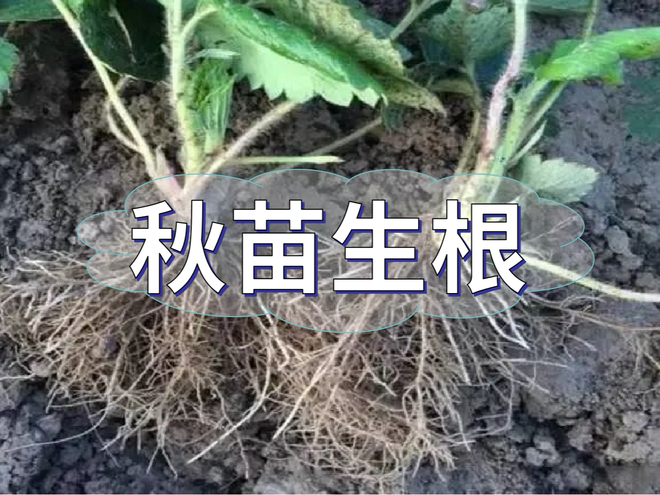 秋播開始，生根養(yǎng)根是作物健壯增產(chǎn)提質(zhì)的關(guān)鍵