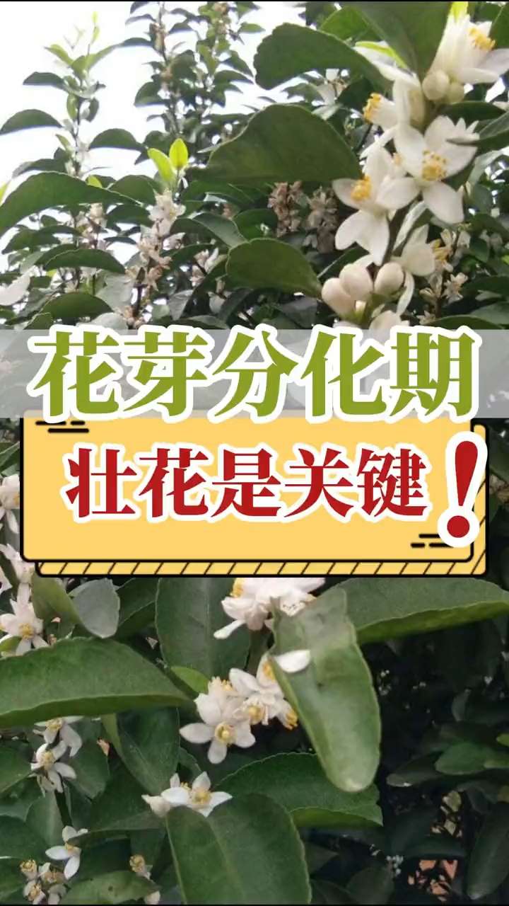 花芽分化期，壯花是關(guān)鍵！