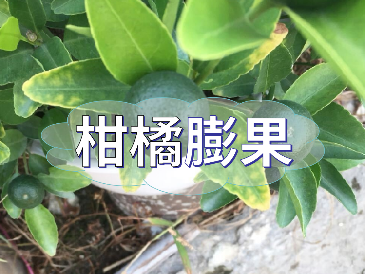 柑橘膨果慢？膨果并非多補(bǔ)鉀這么簡單！
