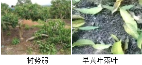 芒果營(yíng)養(yǎng)方案