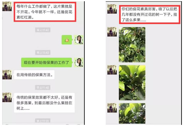 秋梢期，柑橘果農(nóng)都在做這件事……