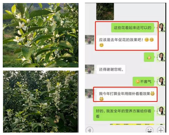 秋梢期，柑橘果農(nóng)都在做這件事……
