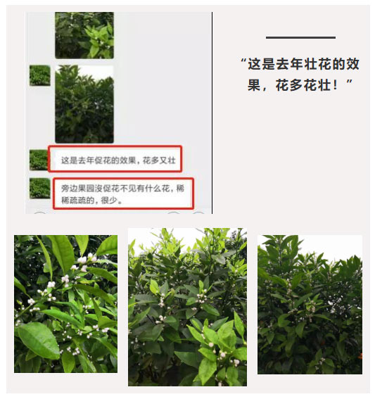 秋梢期，柑橘果農(nóng)都在做這件事……