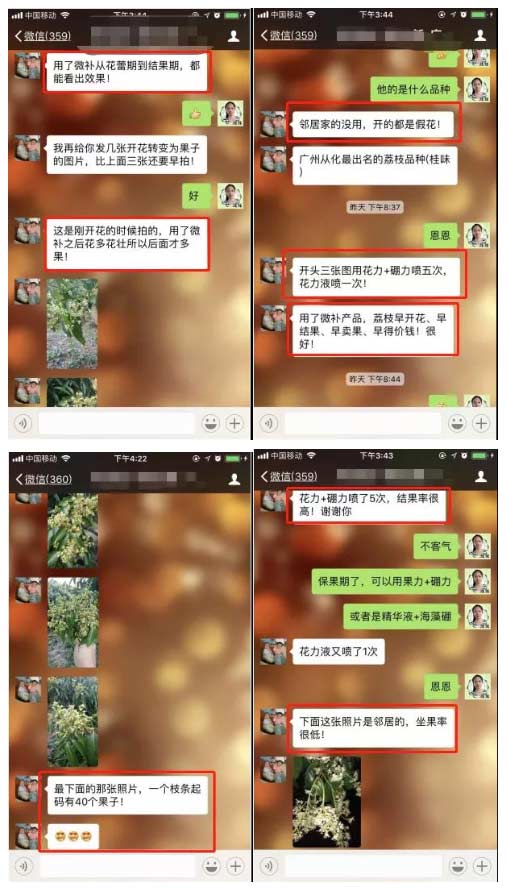 荔枝園連年高產(chǎn)，秘訣在這里