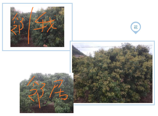 荔枝園連年高產(chǎn)，秘訣在這里