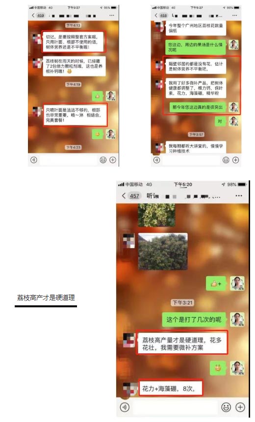 荔枝園連年高產(chǎn)，秘訣在這里